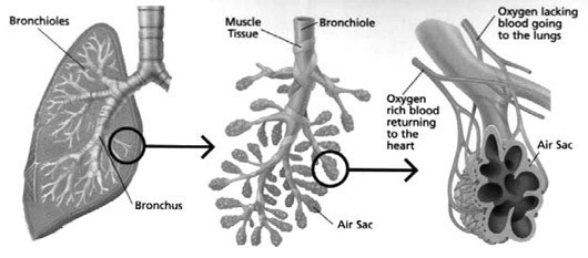 nebulizer image نبولایزر